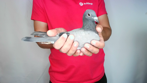 Pigeon image