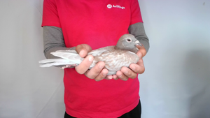 Pigeon image