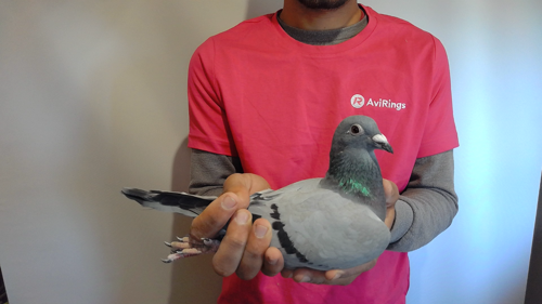 Pigeon image