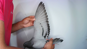 Pigeon image