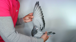 Pigeon image