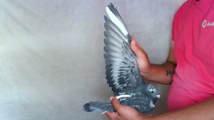 Pigeon image