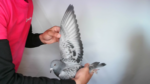 Pigeon image