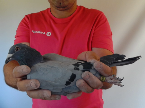 Pigeon image