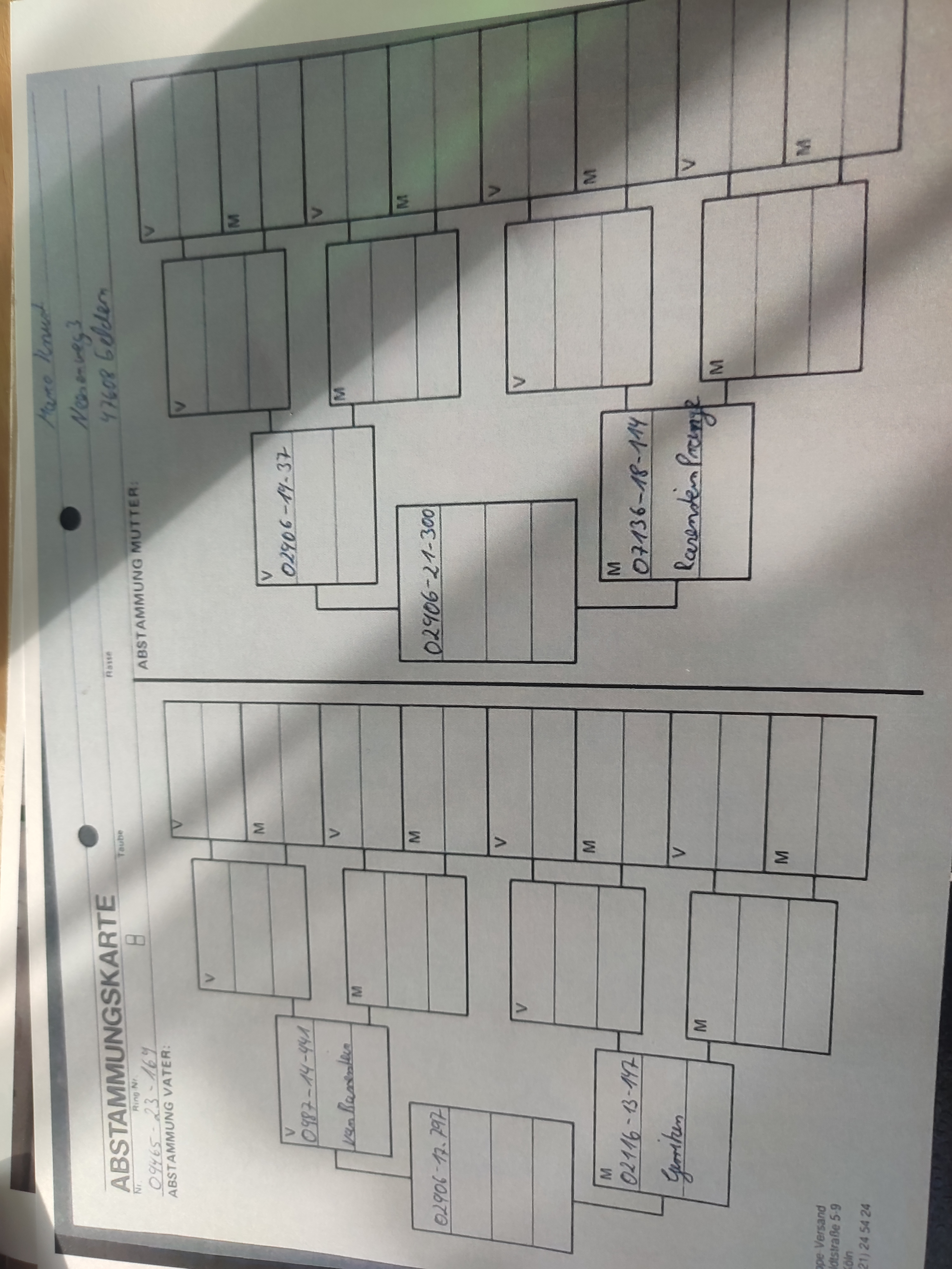 Pigeon pedigree image