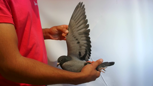 Pigeon image