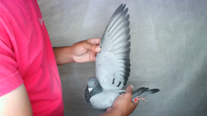 Pigeon image
