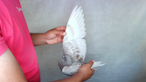 Pigeon image