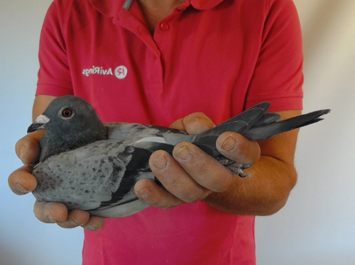Pigeon image