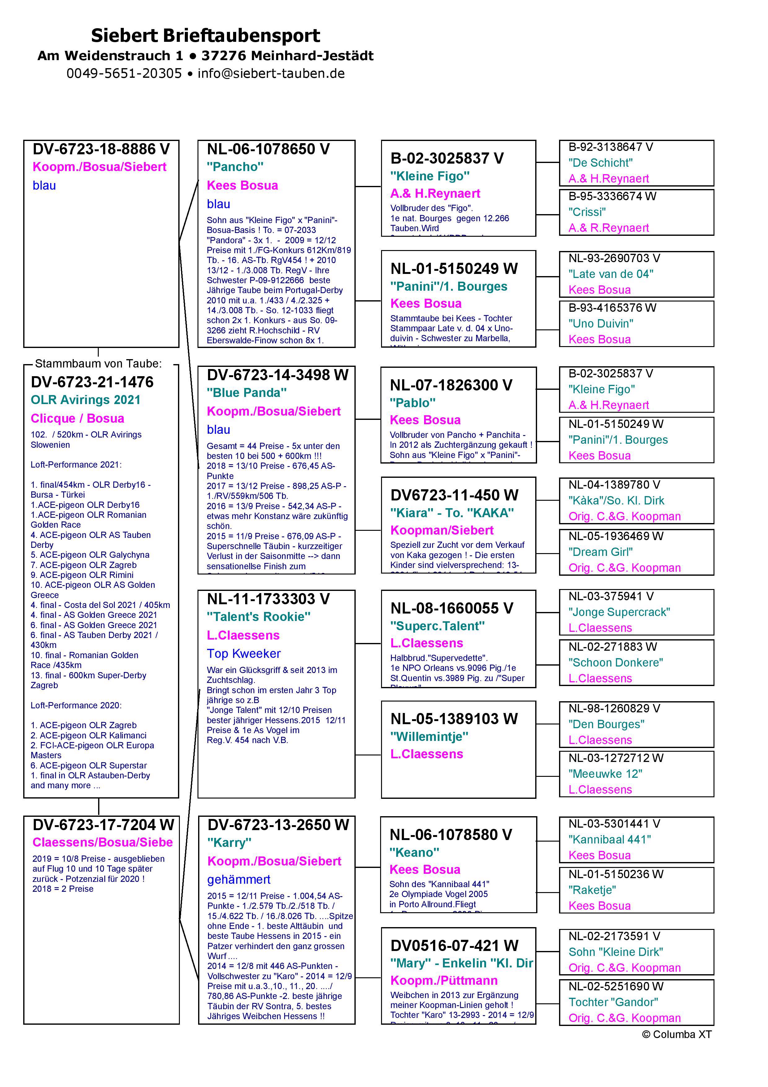 Pigeon pedigree image