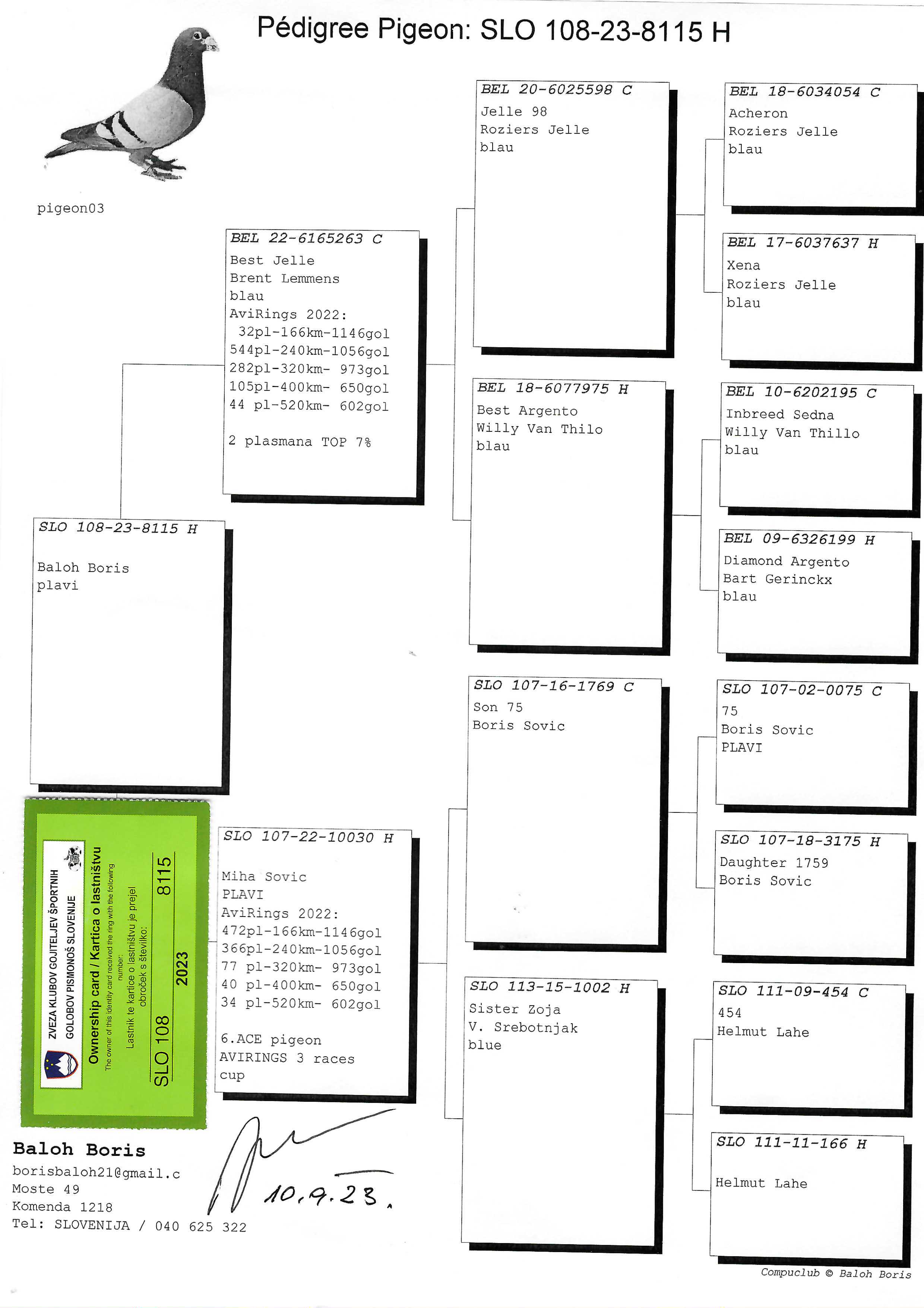 Pigeon pedigree image