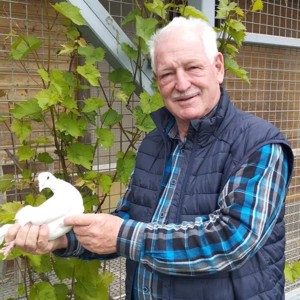 Pigeon image