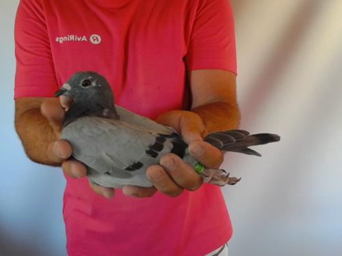 Pigeon image