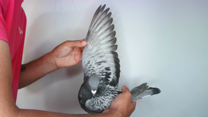 Pigeon image