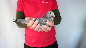 Pigeon image