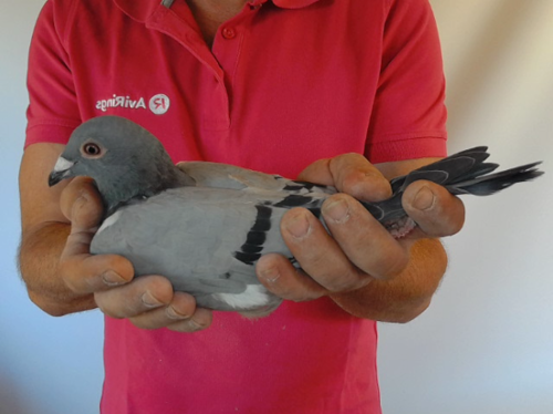 Pigeon image