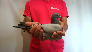 Pigeon image