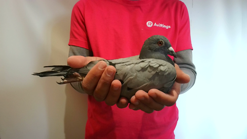 Pigeon image