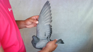 Pigeon image