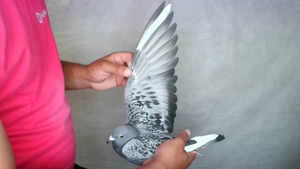 Pigeon image