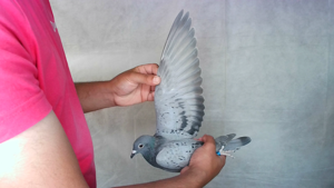 Pigeon image