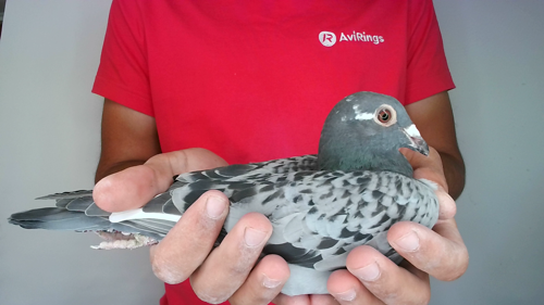 Pigeon image