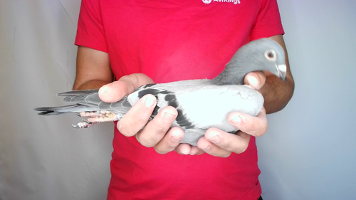 Pigeon image