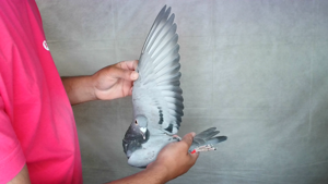 Pigeon image