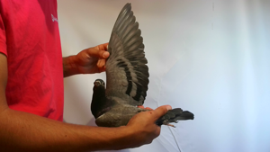 Pigeon image