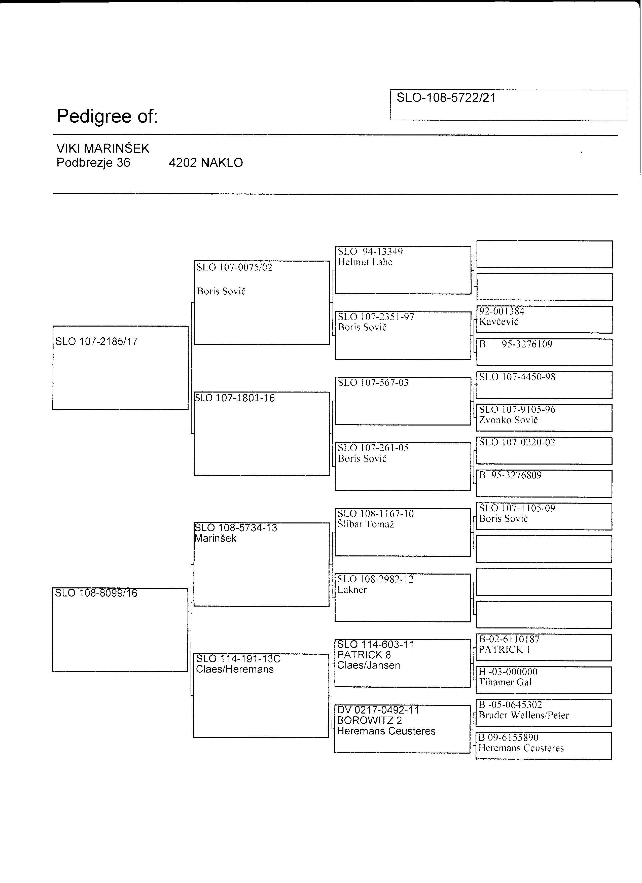 Pigeon pedigree image