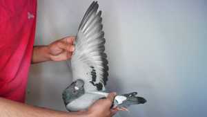 Pigeon image