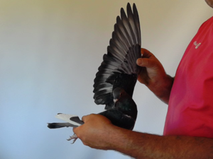 Pigeon image