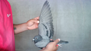 Pigeon image