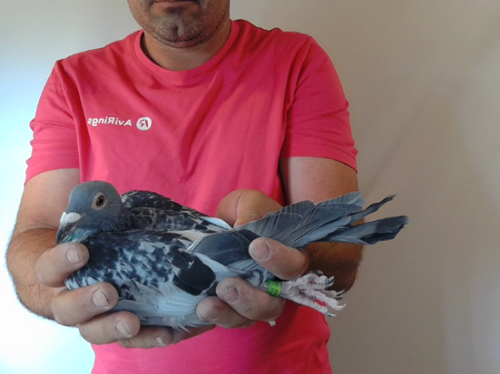 Pigeon image