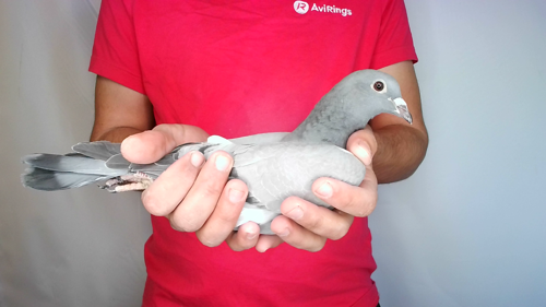 Pigeon image