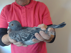 Pigeon image
