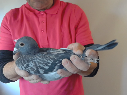 Pigeon image
