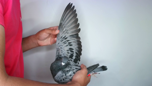 Pigeon image