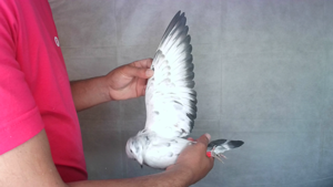 Pigeon image