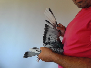 Pigeon image