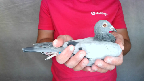 Pigeon image