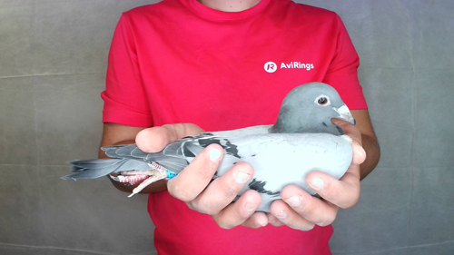 Pigeon image