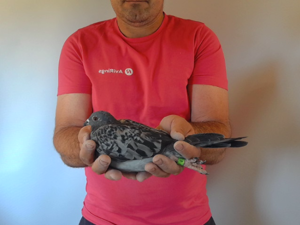 Pigeon image