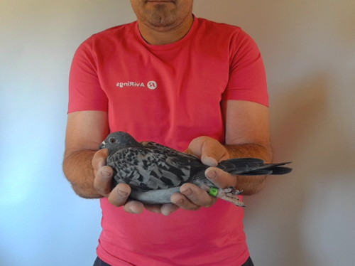 Pigeon image