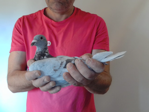 Pigeon image