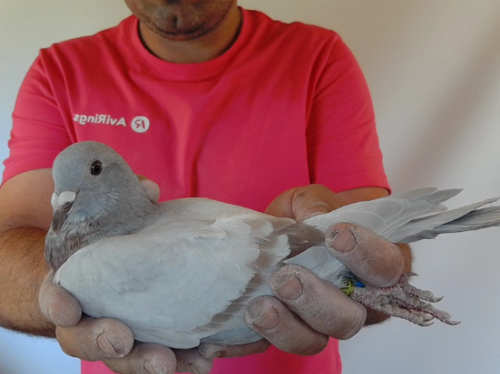 Pigeon image