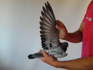 Pigeon image