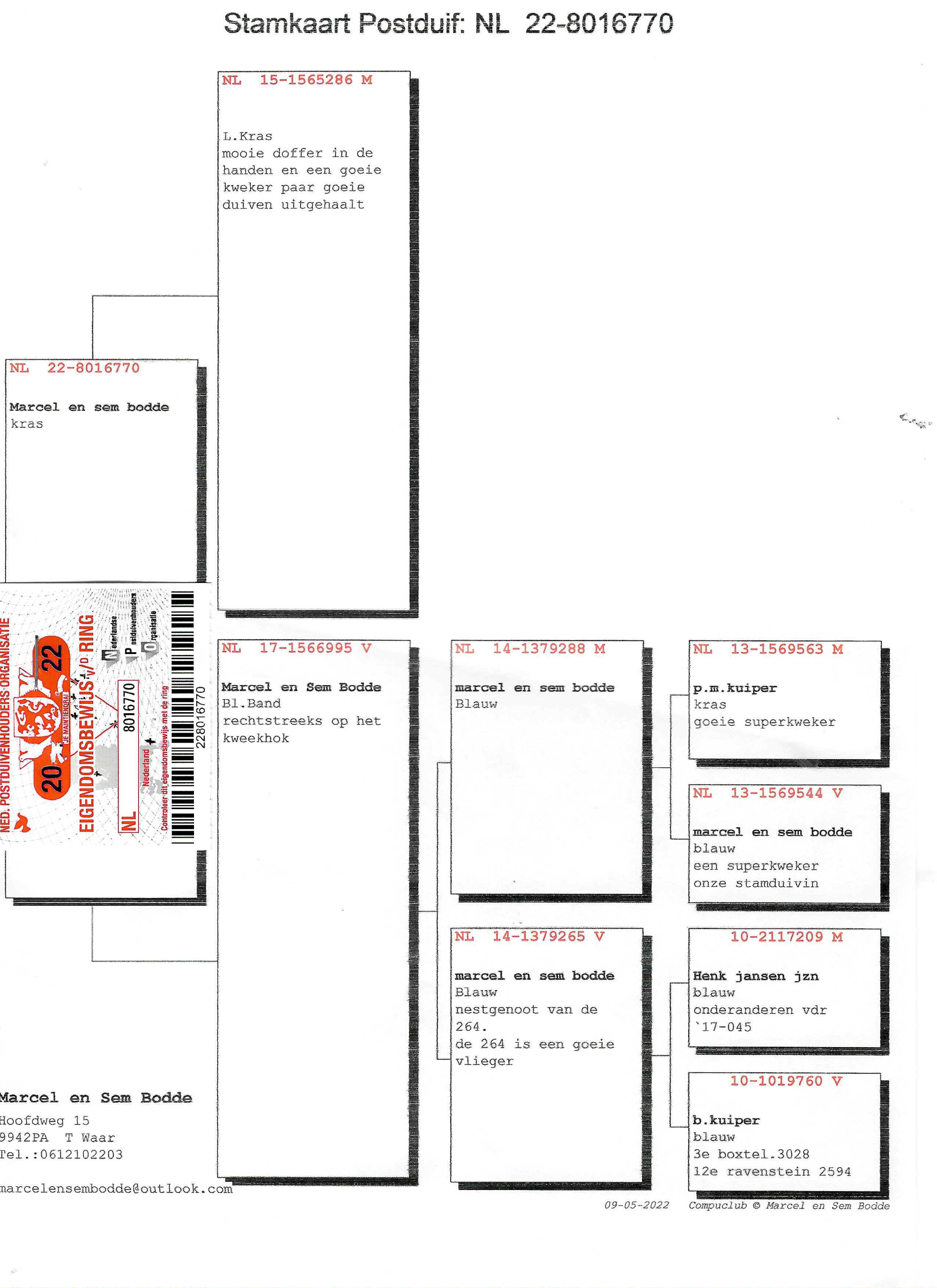 Pigeon pedigree image