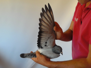 Pigeon image