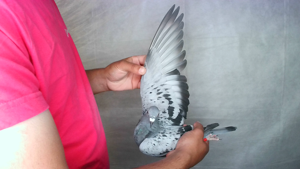 Pigeon image